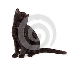 Black cat looking over its shoulder