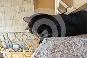 Black cat looking over the upstairs banister