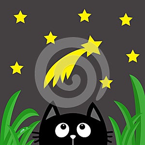 Black cat looking up to comet with stars in the dark night. Green grass dew drop.