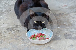 Black cat is staring at something. photo