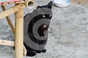 Black cat is staring at something. photo