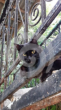 A black cat looks into the frame, waiting for the owner on the stairs of the house