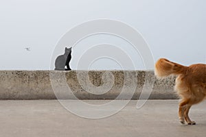 Black Cat Looks at Golden Retriever