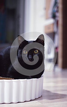 Black cat lounges in a box on the floor