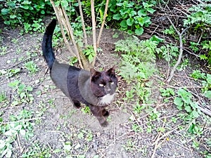 Black cat lounges in the garden