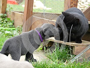 Labrador Retriever charcoal puppy kiss a cat