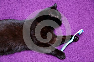 Black cat loves to eat with a knife and fork because he feels that he has become a member of this family for good.