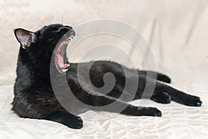 Black cat lying on the bed in the bedroom yawns with his mouth wide open