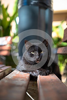 A black cat is lying on the bench