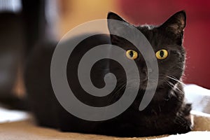 Black cat lying down on a sofa. Horizontal image.