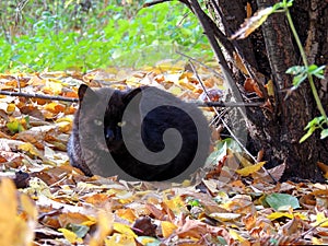 Black cat lying on fallen autumn leaves at the base of a tree