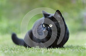 Black cat lying on the grass in the garden