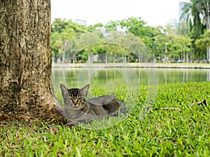 Black cat lying on grass under big tree near river in natural park