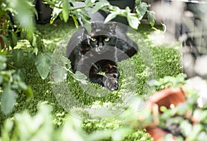 A black cat lying on green grass.