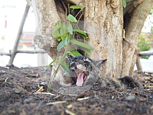 A black cat lying on the ground under a big tree 1