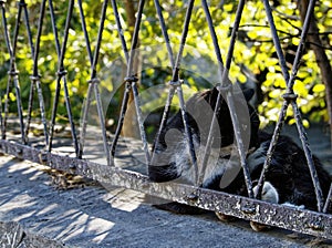 Black cat lying on the ledge of the fence against the backdrop of the sunlit foliage of trees