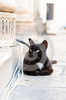 Black cat lying on the paving stone in the Old City of Dubrovnik, Croatia.