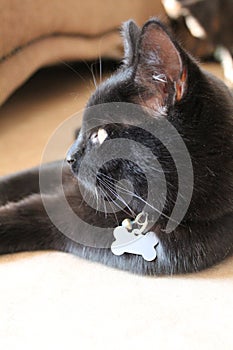 Black Cat Lying Relaxed on the Floor