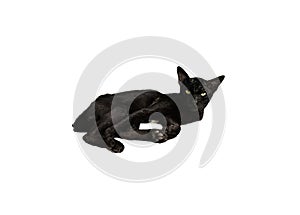 A black cat lying and staring with a sharp gaze isolated on white background. A black cat glared with yellow eyes looking at photo