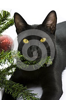 Black cat lying under Christmas Tree