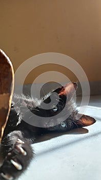 a black cat is lying on a white tiled floor facing the camera