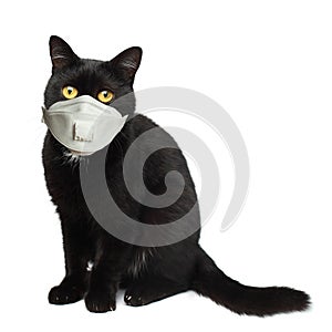 Black cat in medical face mask isolated on white background