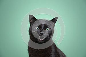 black cat meowing with mouth open on green background