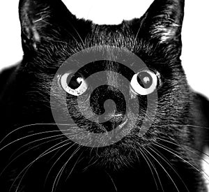 Black cat monochrome photo close up portrait