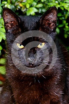 The BLACK CAT in my garden.