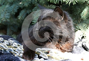 A black cat nestles under a Kalyuchey Christmas tree on soft willow branches.