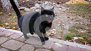 Black cat with open mouth, raised tail, and wide-open eyes