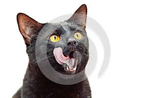 Černý kočka otevřené jeho ústa široký a jeho jazyk 