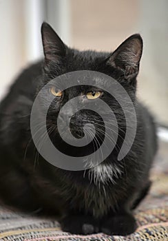 Black cat with orange eyes