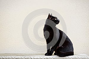 Black Cat On Ornate Bench