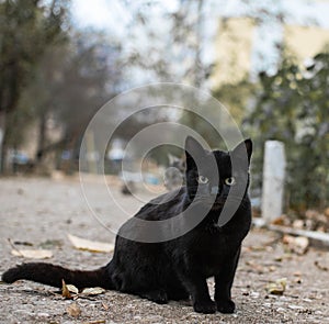 The black cat passed - on a tail took away the problems, the cat on the road sits a black, black cat fortunately