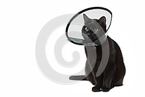 Black cat in the plastic collar  on a neck during the postoperative period. The pet sits on the white isolated