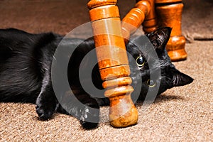 Black Cat Playing