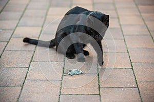 Black cat playing with a dead mouse laying on the ground