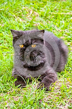 Black Cat Playing on the grass