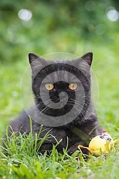 Black Cat Playing on the grass