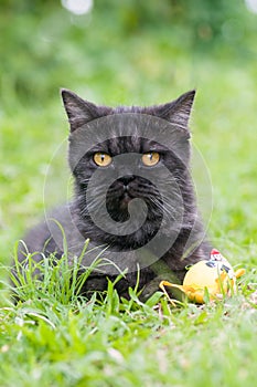 Black Cat Playing on the grass