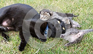 Black cat playing with her little kittens