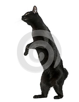 Black cat playing on his hind legs