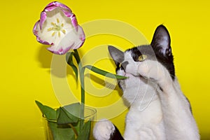 Black Cat Playing with Pink Flower.