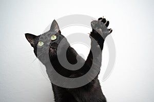 black cat playing raising paw on white background