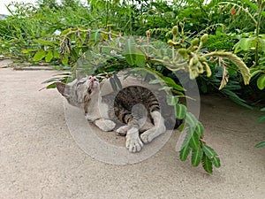 a black cat playing under a tree branch