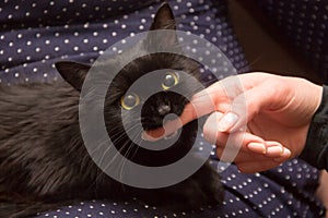black cat playing with woman hand and biting finger