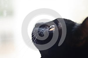 Negro gato retrato 