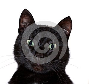 Black cat portrait