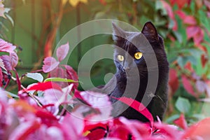 Black cat portrait in autumn, copy space